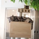 아가마미 고양이카페 이미지