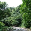 제주 도순리 녹나무 자생지 이미지