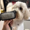 실버라인댄스(기존) | 강아지 슬리커 추천 실버라인 블랙라벨 노스트레스 브러쉬 후기