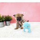 영일사슴 이미지