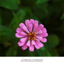 청송포레스트 이미지