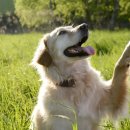 부산경상대학교 반려견유치원 이미지