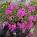 희망나무심기3 | 2026년 창원 시민 나무 나누어주기 행사 마산야구장 참여 후기 및 식목일 기념 포스팅