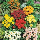 다알리아 - 부천시 원미구 부일로460번길 5 | 다알리아