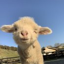 복순이네