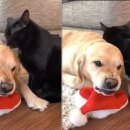 애정그루밍 이미지