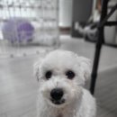 퍼피펜트하우스 | 일산) 퍼피펜트하우스 애견 호텔 이용 후기, 천연잔디 루프탑 운동장이 있는 애견 카페