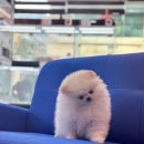 내품안의반려견 은평점 이미지