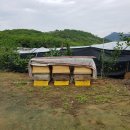 신동아양봉산업 이미지