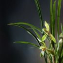 꽃사랑플라워 이미지