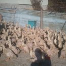 효산농장 이미지