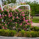 장미원내부 이미지