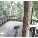 칠천도편백숲 이미지