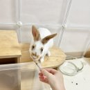 수완종합동물병원