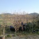 광수농장 이미지