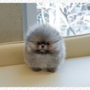 일산애견 | 일산강아지분양 미유펫 애견샵 진짜후기