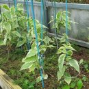 뽑기 좋은날 이미지