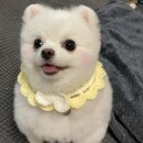 아지독 이미지