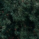 사과랑관광농원 이미지