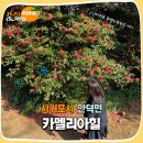 (주)동백관광 | 제주 서귀포가 볼만한 곳 카멜리아힐 동백꽃 명소