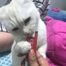 동탄동물병원 이미지