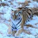 호랑이PC 이미지