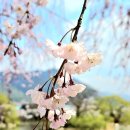 영산 연지못 이미지