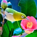 동백아가씨 이미지