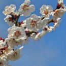 광양커뮤니티센터 | 광양매화마을 무료 주차장 추천 수월정 옆 도사리주차장