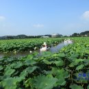회산백련지 소공원 이미지