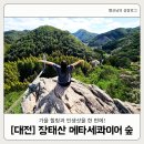 힐링(장태산) | 대전 장태산 자연휴양림 메타세콰이어 가을 힐링과 인생샷을 한 번에! (포토 스팟 정보)