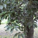 제주 천지연 담팔수 자생지 이미지