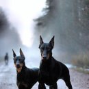 애견세계 이미지