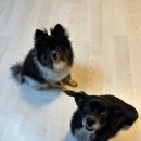 청춘여관 | 태안 애견동반 펜션 가성비 좋은 단체숙소 청춘여관 후기