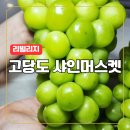 리ㆍ본 프로젝트 | 리빌리지 고당도 샤인머스켓 리얼 후기 18브릭스의 달콤함
