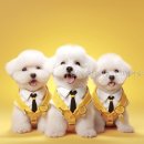 전주애견유치원고마워복실아 | 전주애견유치원 고마워복실아 강아지 훈련의 새로운 기준이 여기!