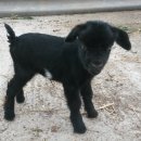 골짜구니농장 이미지