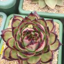 솔레미오 이미지