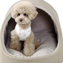 오로라펫 이미지