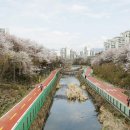 정릉천 제방2 이미지