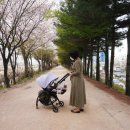 퍼플꽃순이 | 예쁜 절충형 유모차 봄날 벚꽃과 잘 어울리는 크림퍼플 캐노피 시크 유모차