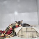 사단법인 동물사랑연대고사모 이미지