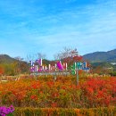 현조경플라워 | 서울 경기 단풍 명소 핑크뮬리와 동물원이 함께있는 코스