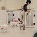 부산애견호텔 강아지유치원 맘바이 사하구점 네이버블로그