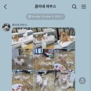 콩이네하우스 이미지