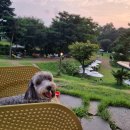 강동큰숲동물병원 | R.5 - [강동 큰숲동물병원] 강아지 기본검진