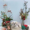 비숑다움 이미지