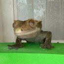 건이네 파충류 이미지