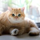 샤인고양이메디컬센터 이미지