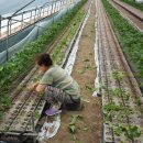 윤종태농장 이미지